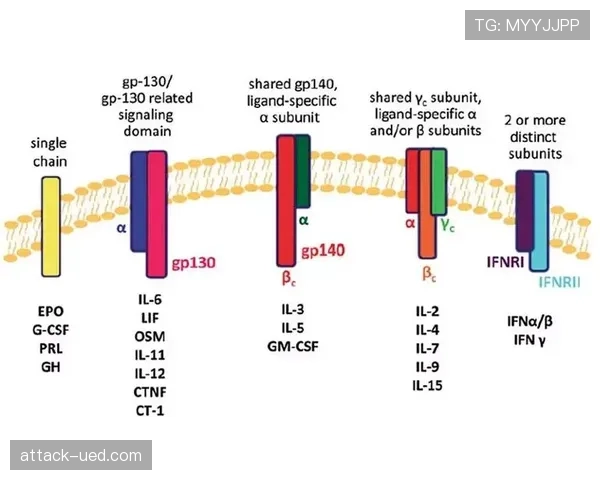 伊萨克与哈兰德：新生代锋霸的成长路径分化与潜力兑现机制对比